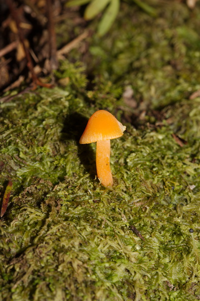 small-orange-mushroom-Hatea-River-Walk-Parihaka-Reserve-2015-09-29-IMG_1672.jpg