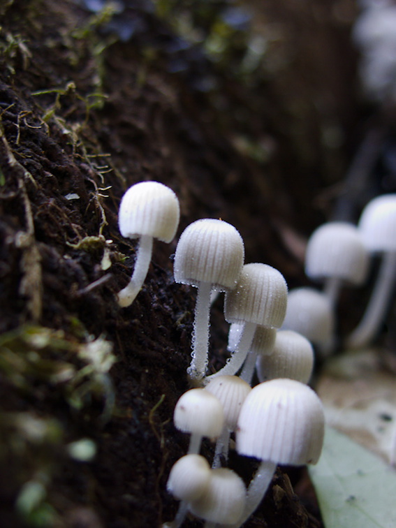 white-dewy-mushroom-perhaps-wax-gill-Drummond-Track-Parihaka-2016-07-02-IMG 7059