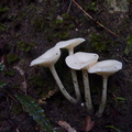 white-waxy-mushroom-Drummond-track-Parihaka-2016-06-23-IMG_7048.jpg