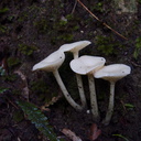 white-waxy-mushroom-Drummond-track-Parihaka-2016-06-23-IMG 7048