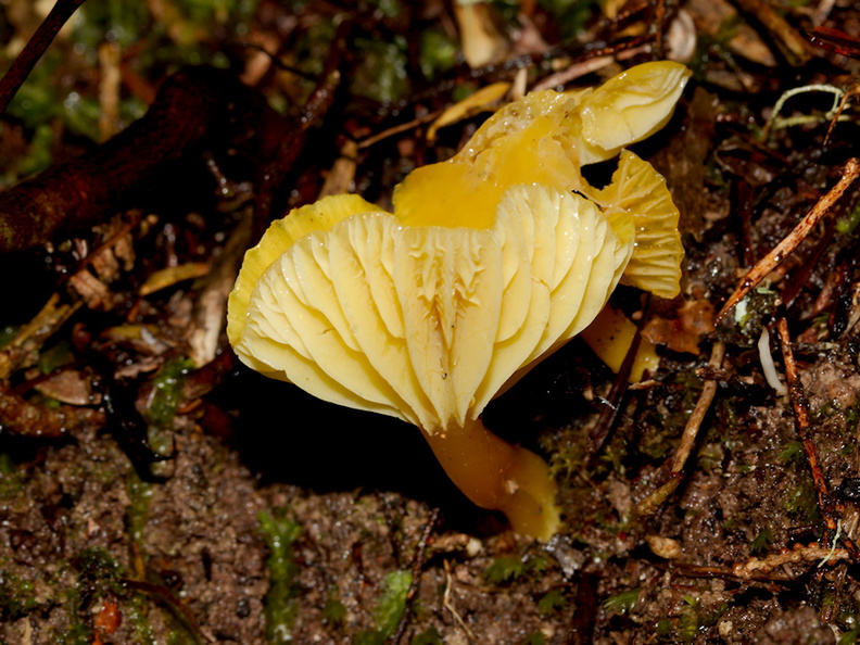 yellow-mushroom-Drummond-Track-Parihaka-2016-07-31-IMG_3375.jpg