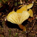 yellow-mushroom-Drummond-Track-Parihaka-2016-07-31-IMG 3375