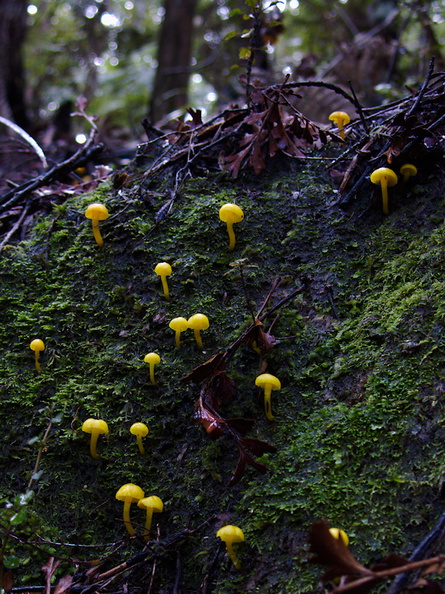 yellow-mushrooms-Drummond-Track-Parihaka-2016-07-31-IMG_7182.jpg