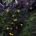 yellow-mushrooms-Drummond-Track-Parihaka-2016-07-31-IMG 7182