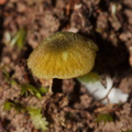 yellow-orange-mushroom-Mair-Park-Parihaka-2015-09-16-IMG 1367