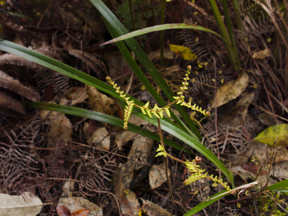 young-fern-unfurling-Dundas-Track-Parihaka-2015-09-24-IMG 5526
