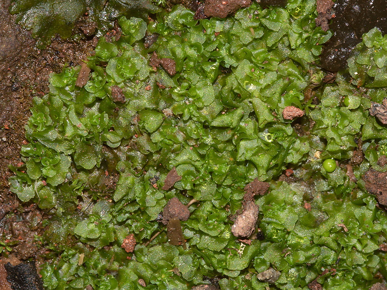 Porella-foliose-liverwort-and-hornwort-near-mangroves-Boswells-Track-Whangarei-Harbour-16-07-2011-IMG 2980