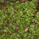 Porella-foliose-liverwort-and-hornwort-near-mangroves-Boswells-Track-Whangarei-Harbour-16-07-2011-IMG 2980