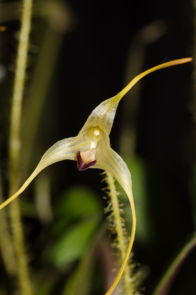 Poroglossum-muscosum-Whangarei-Orchid-Show-2015-09-25-IMG 1514