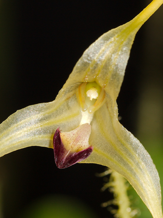 Poroglossum-muscosum-Whangarei-Orchid-Show-2015-09-25-IMG 1514 v2