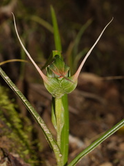Pterostylis-banksiae-greenhood-orchid-Smugglers-Cove-2015-09-26-IMG 1530