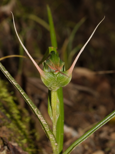 Pterostylis-banksiae-greenhood-orchid-Smugglers-Cove-2015-09-26-IMG_1530.jpg