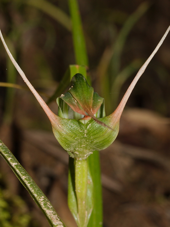 Pterostylis-banksiae-greenhood-orchid-Smugglers-Cove-2015-09-26-IMG 1530 v2