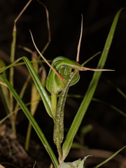 Pterostylis-banksiae-greenhood-orchid-Smugglers-Cove-2015-09-26-IMG 1533