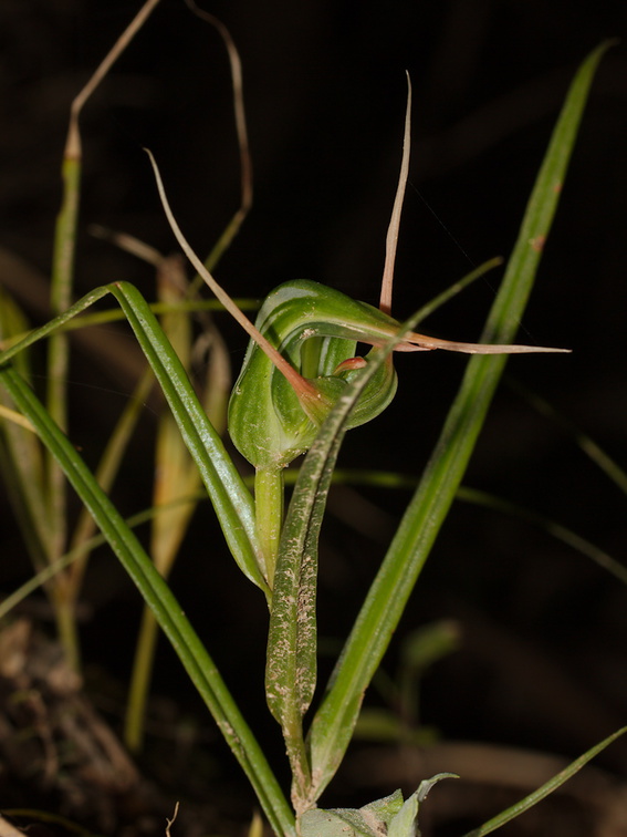 Pterostylis-banksiae-greenhood-orchid-Smugglers-Cove-2015-09-26-IMG 1533