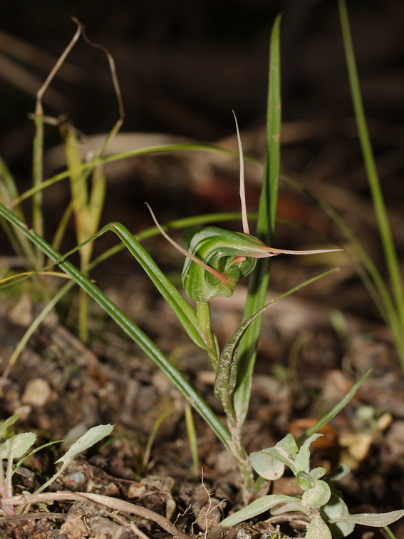 Pterostylis-banksiae-greenhood-orchid-Smugglers-Cove-2015-09-26-IMG 1536
