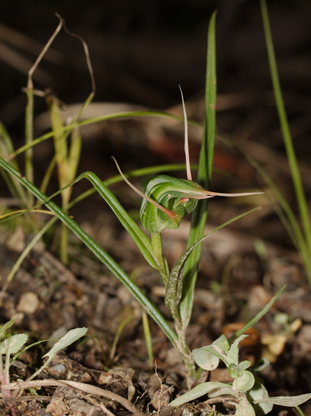 Pterostylis-banksiae-greenhood-orchid-Smugglers-Cove-2015-09-26-IMG_1536.jpg