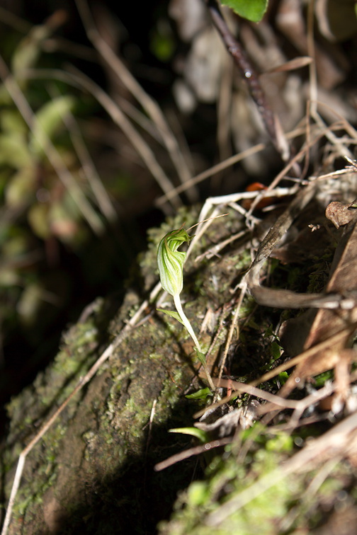 Pterostylis-sp-greenhood-orchid-Bream-Head-track-Whangarei-11-07-2011-IMG 2865