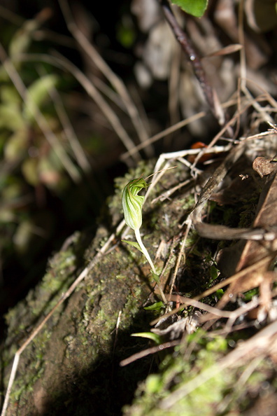 Pterostylis-sp-greenhood-orchid-Bream-Head-track-Whangarei-11-07-2011-IMG_2865.jpg