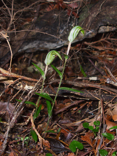 Pterostylis-sp-greenhood-orchid-Coronation-Reserve-Whangarei-18-07-2011-IMG_9340.jpg