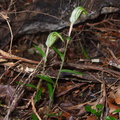 Pterostylis-sp-greenhood-orchid-Coronation-Reserve-Whangarei-18-07-2011-IMG_9340.jpg