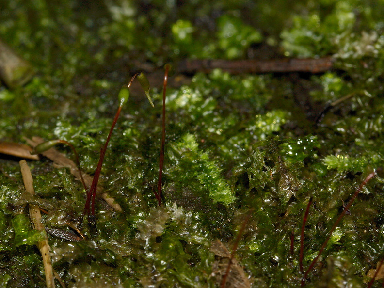 Ptychomnion-aciculare-moss-Reed-Kauri-Reserve-2013-07-16-IMG_9323.jpg