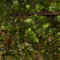 Ptychomnion-aciculare-moss-Reed-Kauri-Reserve-2013-07-16-IMG 9323