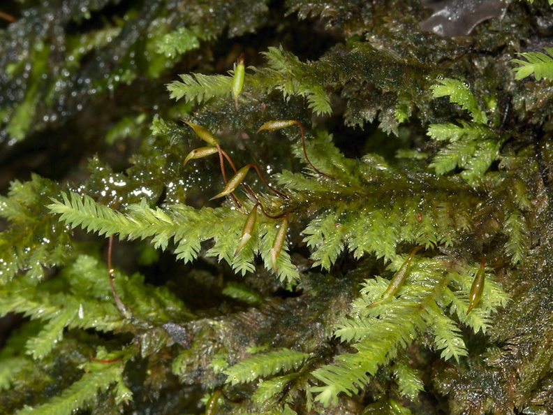 Rhizogonium-distichum-moss-Reed-Kauri-Reserve-2013-07-16-IMG_9331.jpg