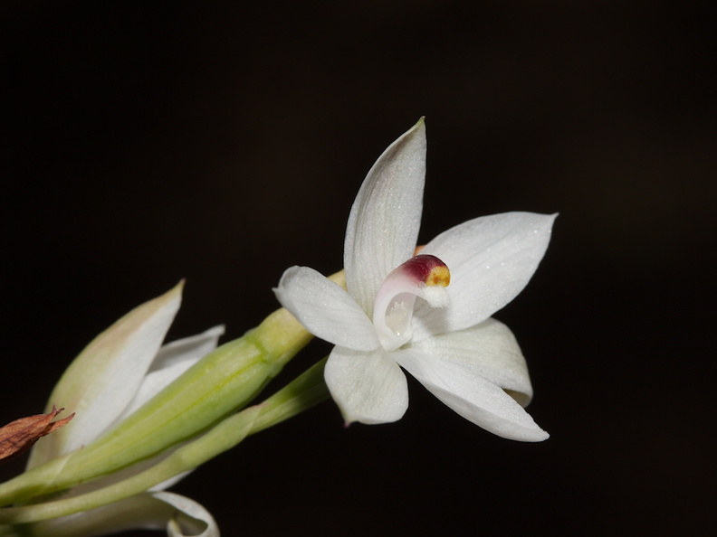 Thelymitra-longifolia-orchid-Smugglers-Cove-2015-11-23-IMG_2703.jpg