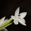 Thelymitra-longifolia-orchid-Smugglers-Cove-2015-11-23-IMG 2703