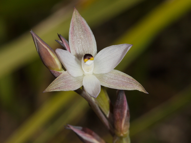 Thelymitra-longifolia-orchid-Smugglers-Cove-2015-11-23-IMG_2711.jpg