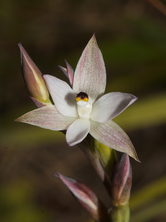 Thelymitra-longifolia-orchid-Smugglers-Cove-2015-11-23-IMG 2721