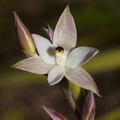 Thelymitra-longifolia-orchid-Smugglers-Cove-2015-11-23-IMG 2721