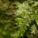 Trachyloma-diversinerve-moss-Reed-Kauri-Reserve-2013-07-16-IMG 9317