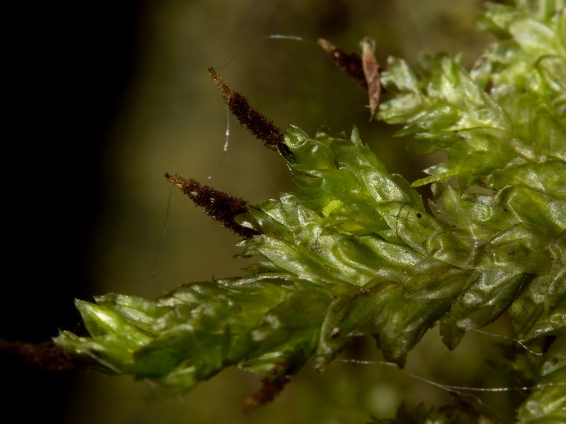 Trachyloma-diversinerve-moss-Reed-Kauri-Reserve-2013-07-16-IMG 9318