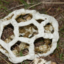 basket-fungus-Smugglers-Cove-Track-Whangarei-Heads-2013-07-09-IMG 9189