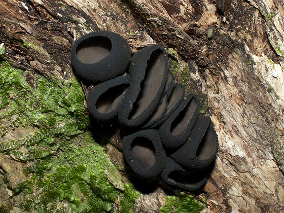 black-cup-fungus-Coronation-Reserve-Whangarei-18-07-2011-IMG 3062