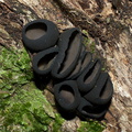 black-cup-fungus-Coronation-Reserve-Whangarei-18-07-2011-IMG_3062.jpg