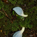 blue-ascomycete-fungus-Weraroa-sp-and-umbrella-moss-Short-Loop-Pukenui-Whangarei-2013-07-11-IMG_9238.jpg