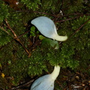 blue-ascomycete-fungus-Weraroa-sp-and-umbrella-moss-Short-Loop-Pukenui-Whangarei-2013-07-11-IMG 9238