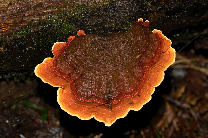 brown-concentric-bracket-fungus-maybe-Coriolus-versicolor-Short-Loop-Pukenui-Whangarei-2013-07-11-IMG_9257.jpg