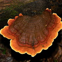 brown-concentric-bracket-fungus-maybe-Coriolus-versicolor-Short-Loop-Pukenui-Whangarei-2013-07-11-IMG 9257