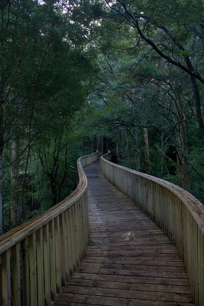 canopy-boardwalk-Reed-Kauri-Park-Whangarei-12-07-2011-IMG 2895