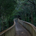 canopy-boardwalk-Reed-Kauri-Park-Whangarei-12-07-2011-IMG 2895
