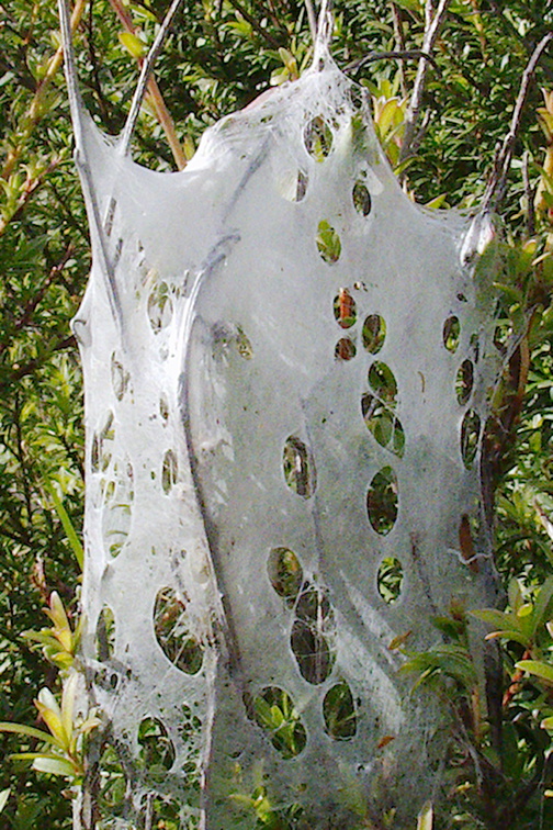 caterpillar-tent-web-with-holes-Smugglers-Cove-Track-Whangarei-Heads-2013-07-09-IMG 2516