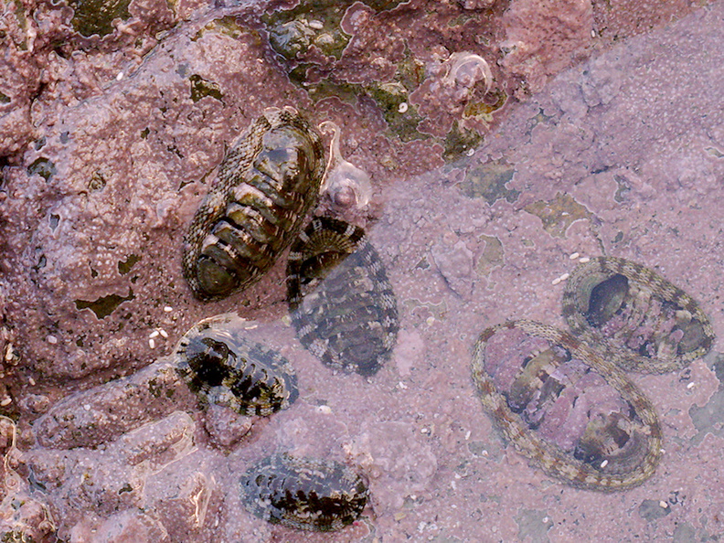 chitons-on-pink-surface-Smugglers-Cove-Whangarei-Heads-2013-07-09-IMG 2531