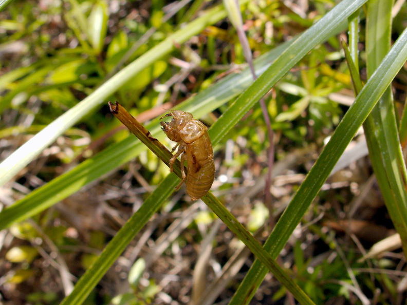 cicada-husk-Smugglers-Cove-2015-11-23-IMG_6410.jpg