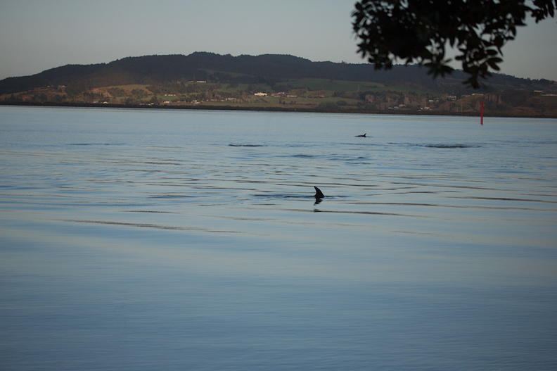 dolphins-in-estuary-Whangarei-Channel-2015-09-27-IMG_1559.jpg