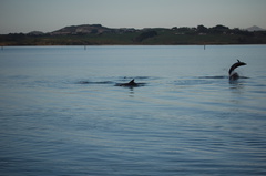dolphins-leaping-in-estuary-Whangarei-Channel-2015-09-27-IMG 1568