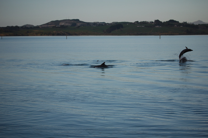 dolphins-leaping-in-estuary-Whangarei-Channel-2015-09-27-IMG_1568.jpg